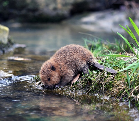 Angelcraft Crown World Heritage and Conservation – meet Kiwis – a little orphaned beaver preparing himself to build a dam by hydrating his body